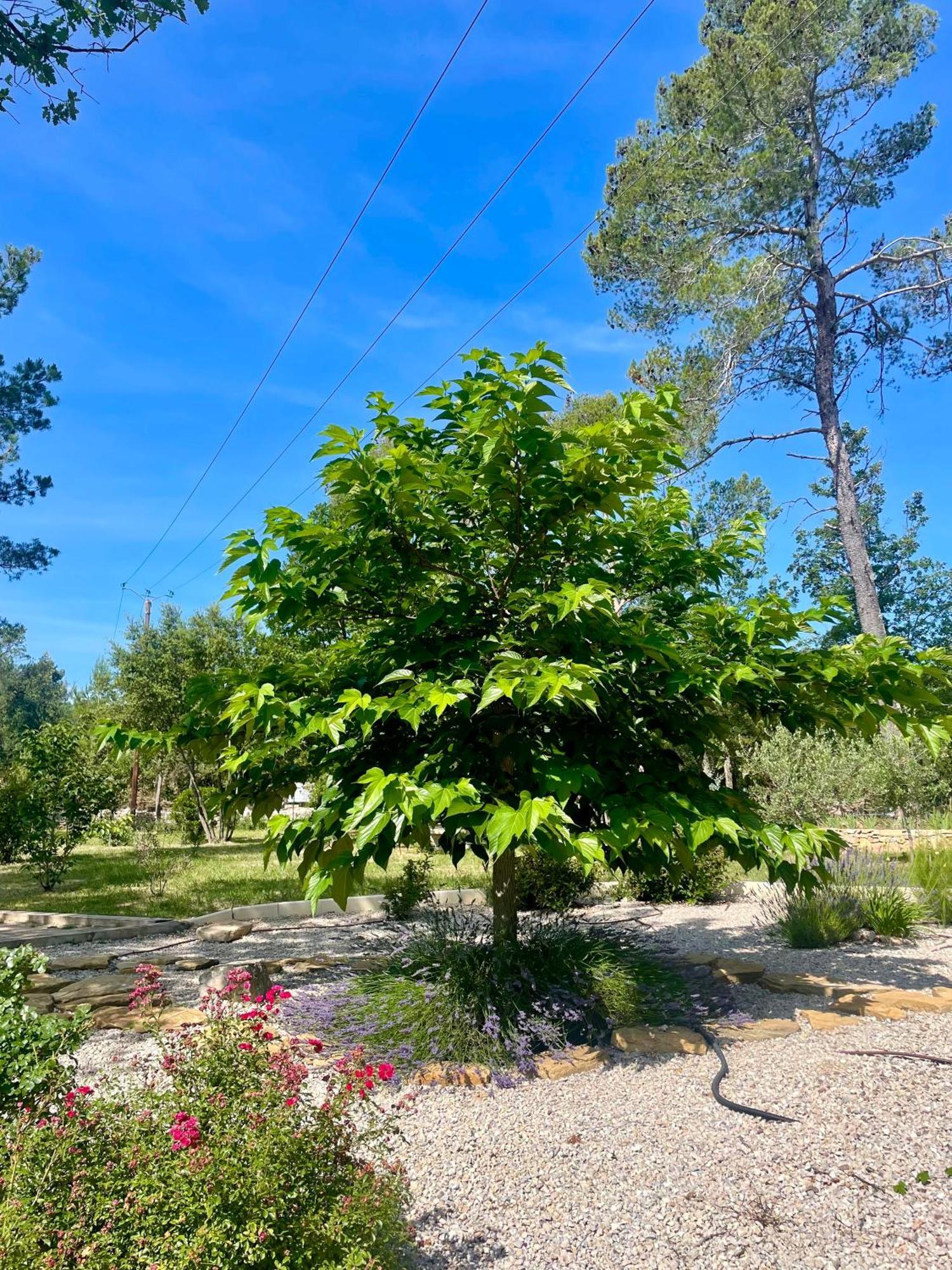 Superbe Villa Seillans La Grande Bastide Avec Piscine, Jardin, Climatisation Et Salle De Sport エクステリア 写真