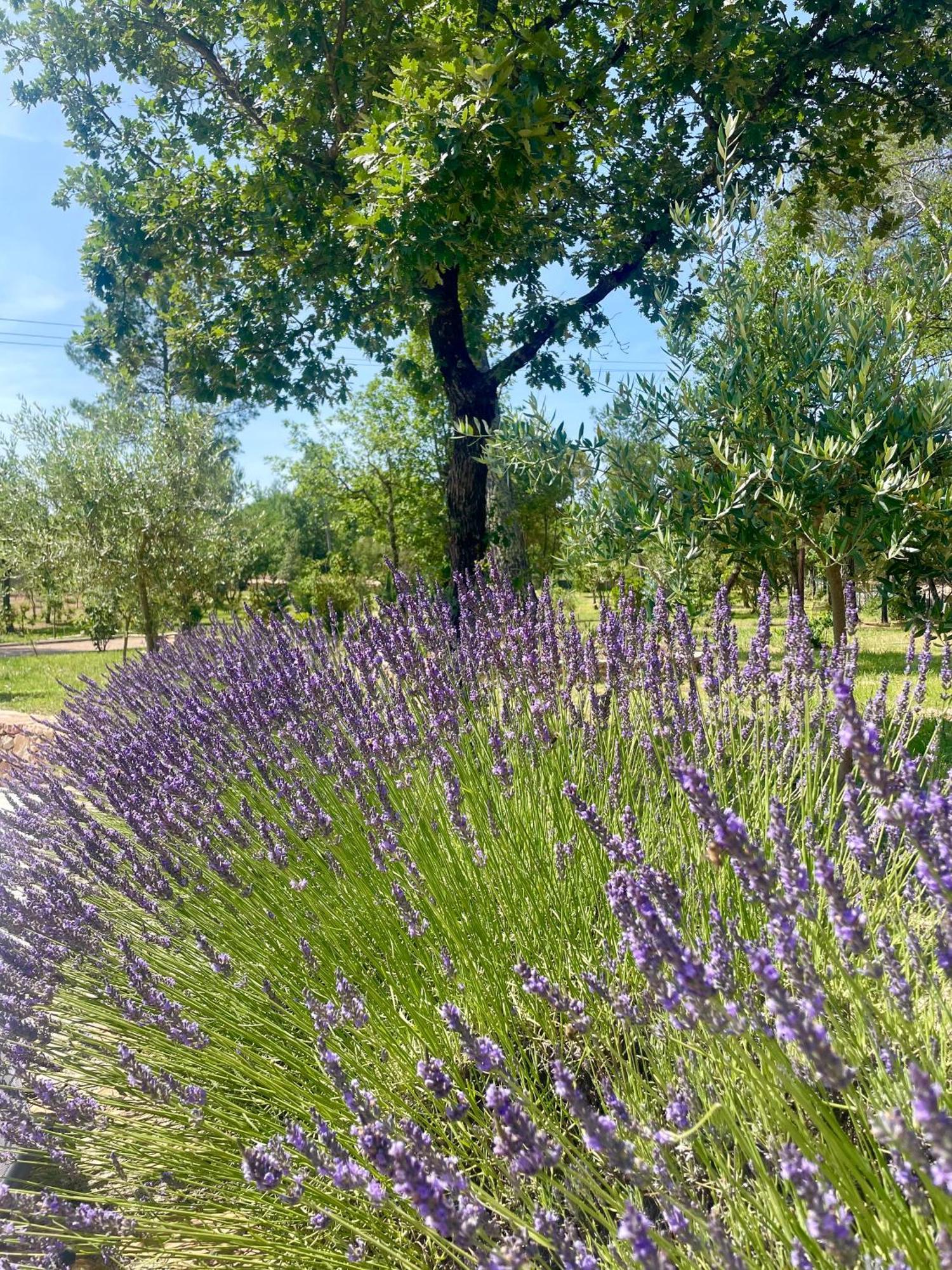 Superbe Villa Seillans La Grande Bastide Avec Piscine, Jardin, Climatisation Et Salle De Sport エクステリア 写真